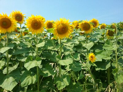 Nature yellow summer flower photo