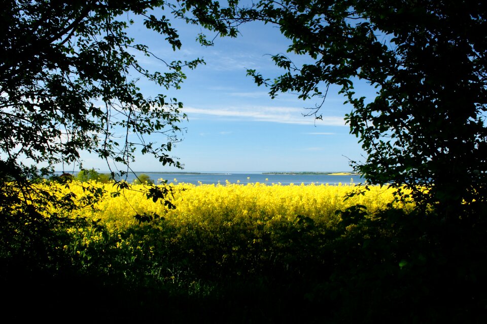 Denmark oilseed rape view