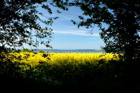 Denmark oilseed rape view