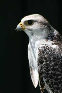 Falconer hunter wildlife photo