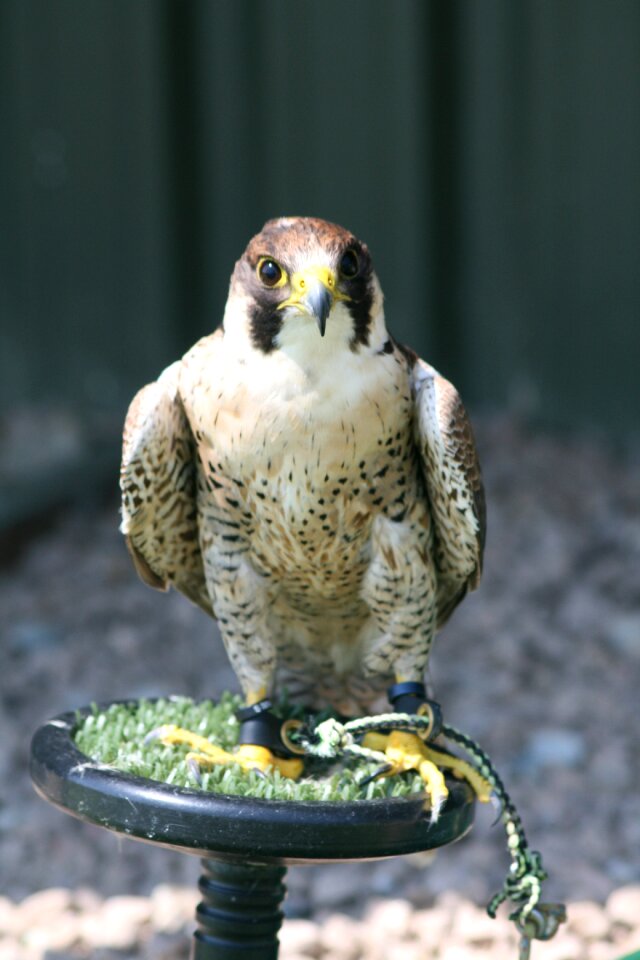 Falconer hunter wildlife