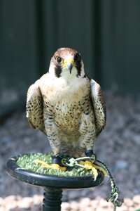 Falconer hunter wildlife photo