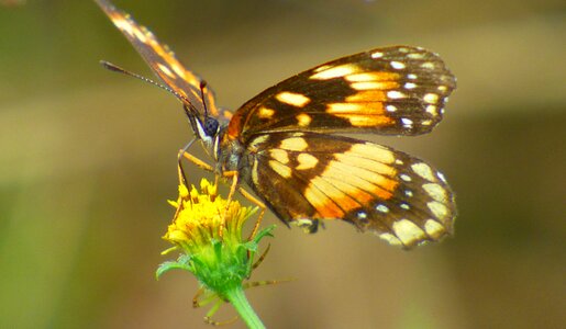 Yellow insect wings