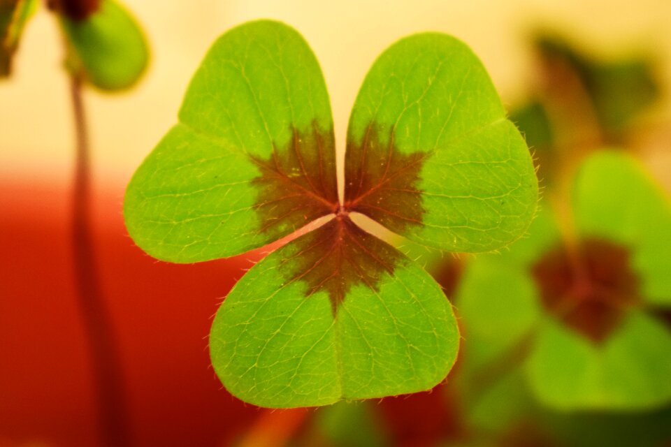 Clover plant nature