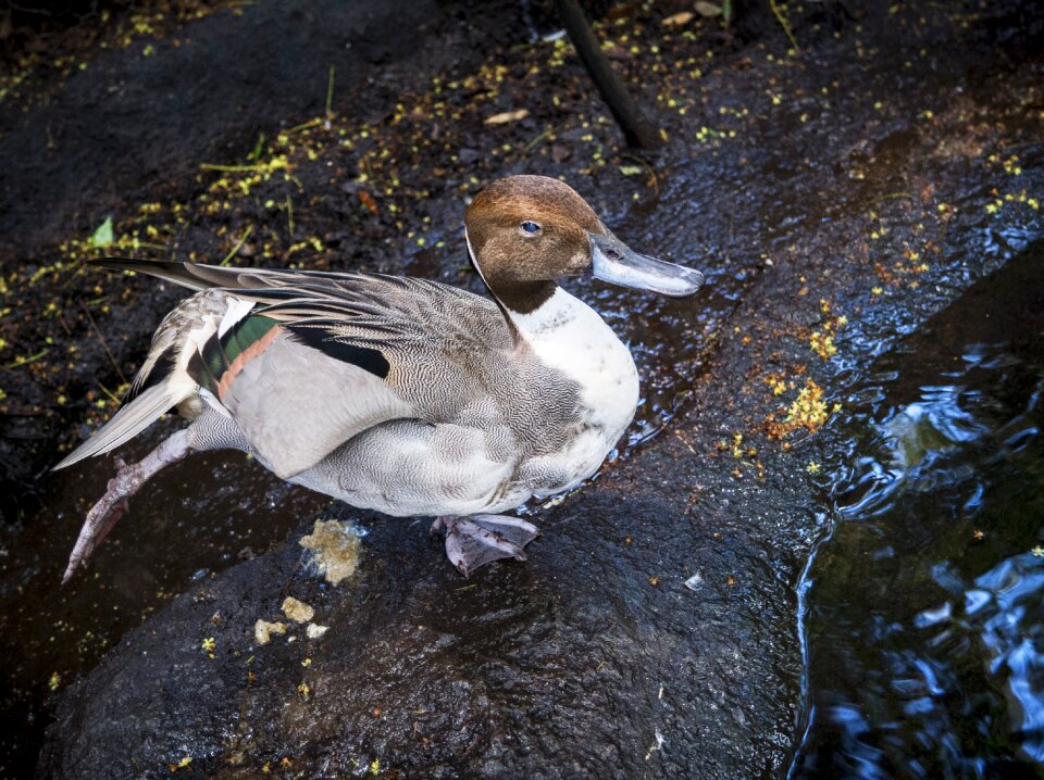 Bird water wildlife