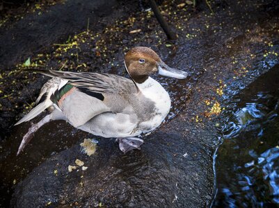 Bird water wildlife