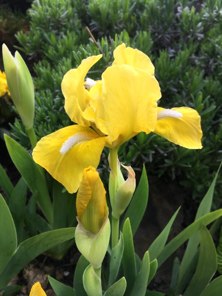 Plant flowering yellow flower