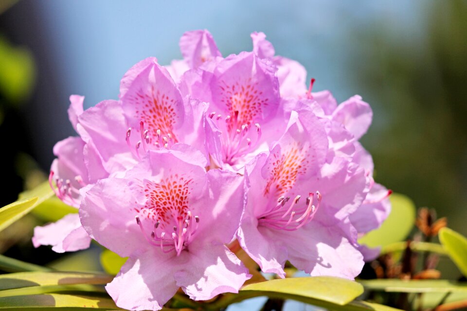 Violet flower nature photo