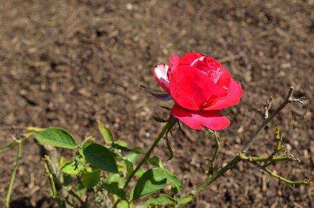 Rosa flower color pink photo