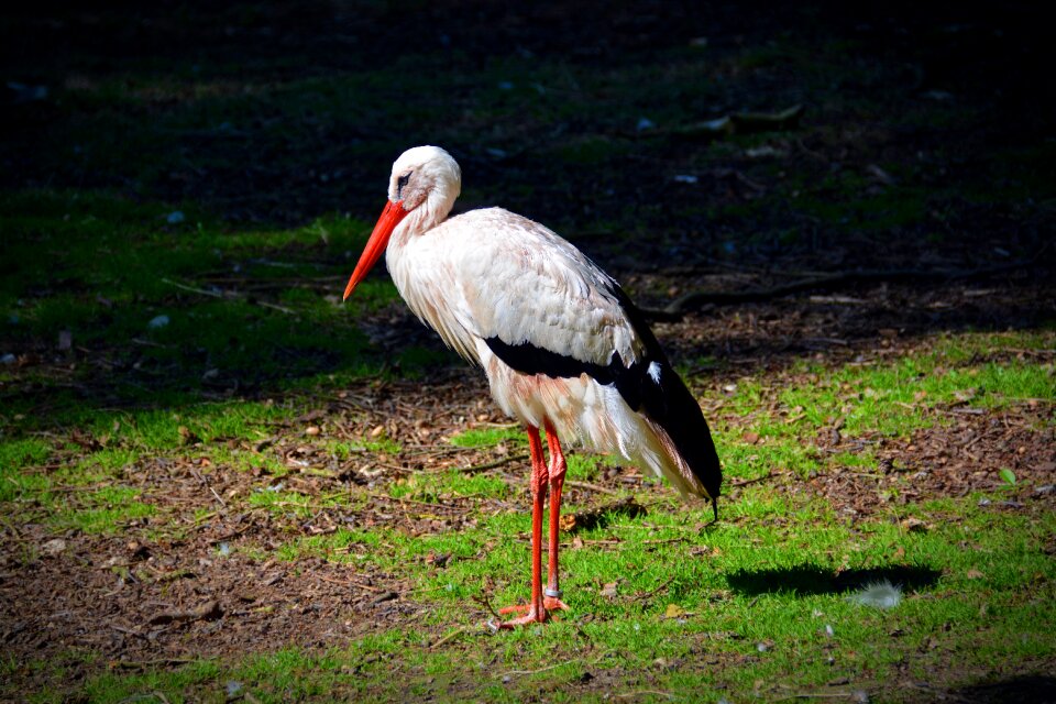 Bird adebar animal