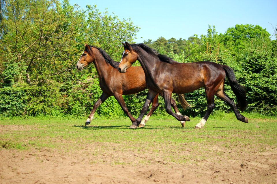Pasture brown
