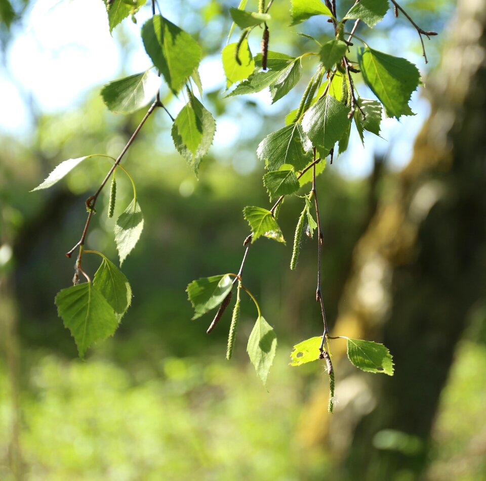 Björkhänge summer green