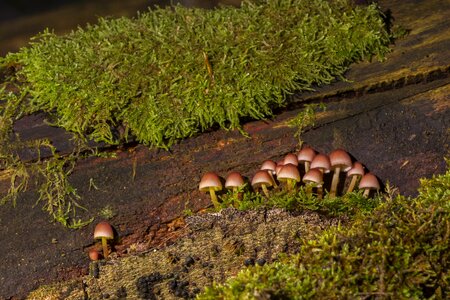 Sponge forest mushroom mini mushroom