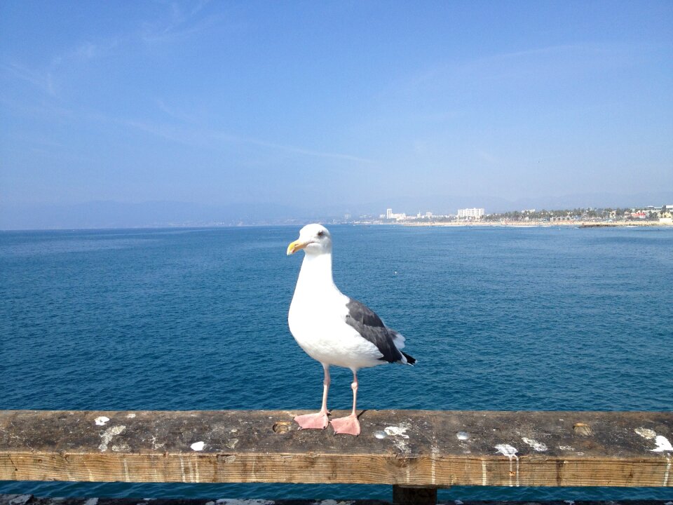Seagull water blue angel