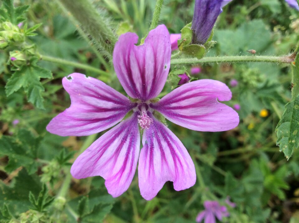 Spring wild plants