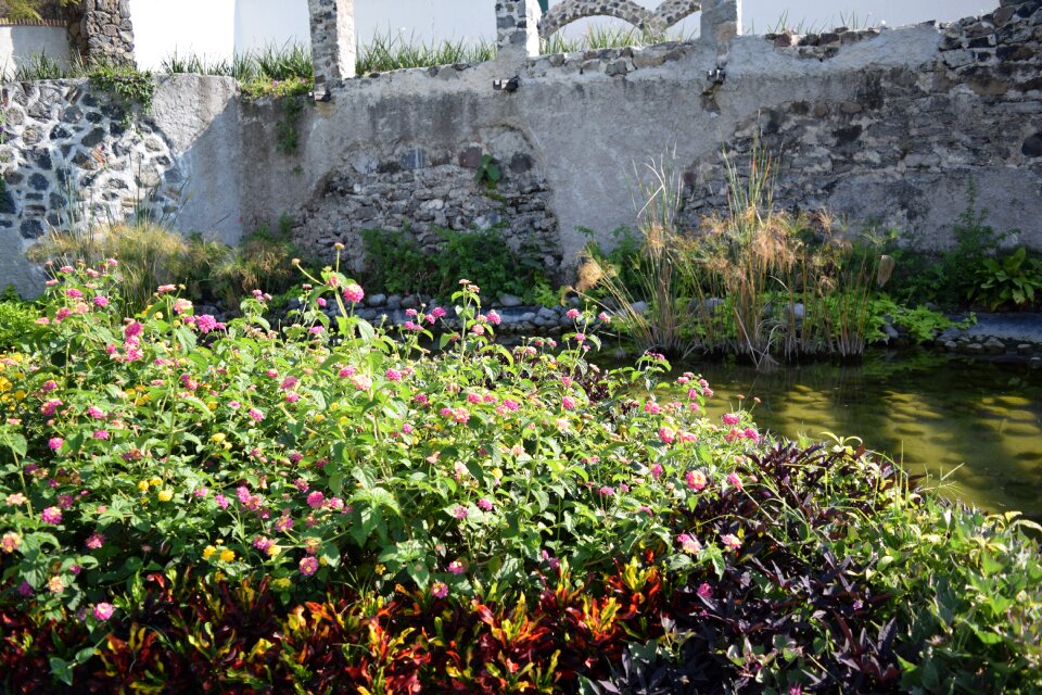 Creek white wall flower
