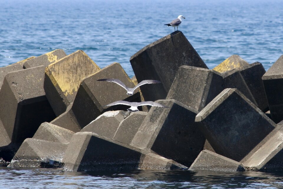 Seabird sea gull seagull
