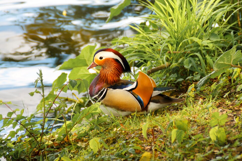 Animals birds duck mandarin duck