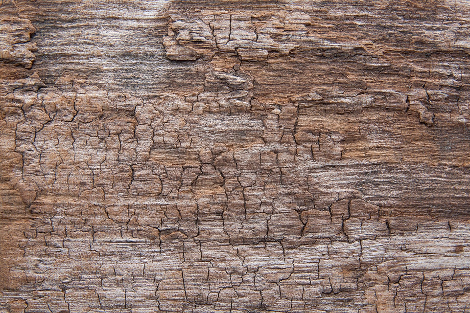 Driftwood old weathered photo