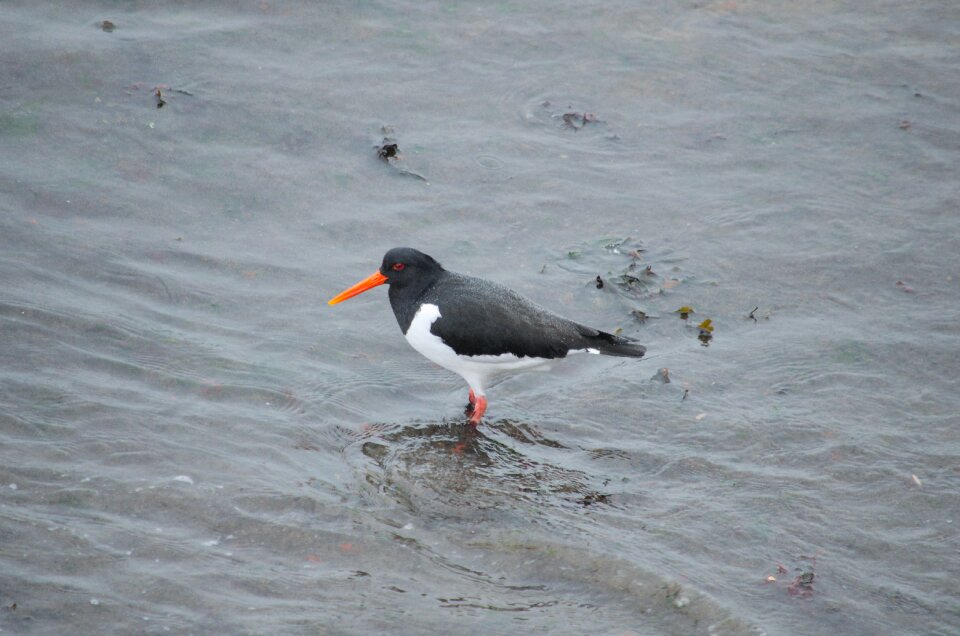 Nature ornithology animal