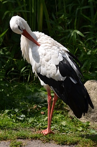 White stork feather black white