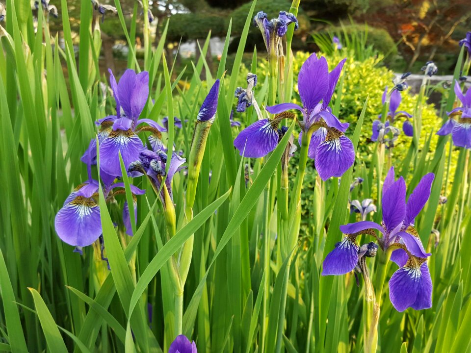 Iris spring Free photos