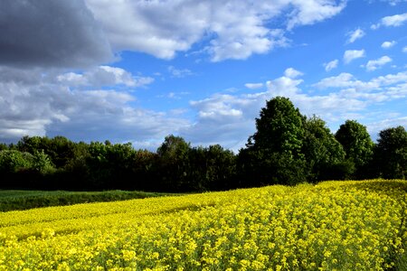 Field landscape summer photo