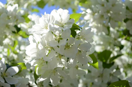 Flowering tree apple flower village