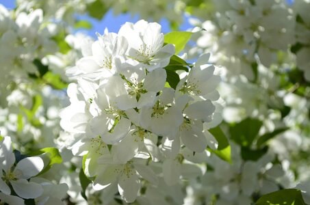 Flowering tree apple flower village photo