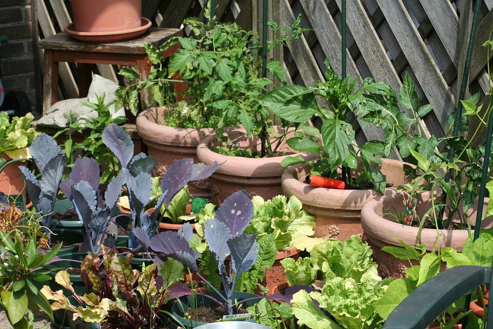 Kitchen garden self cultivation food