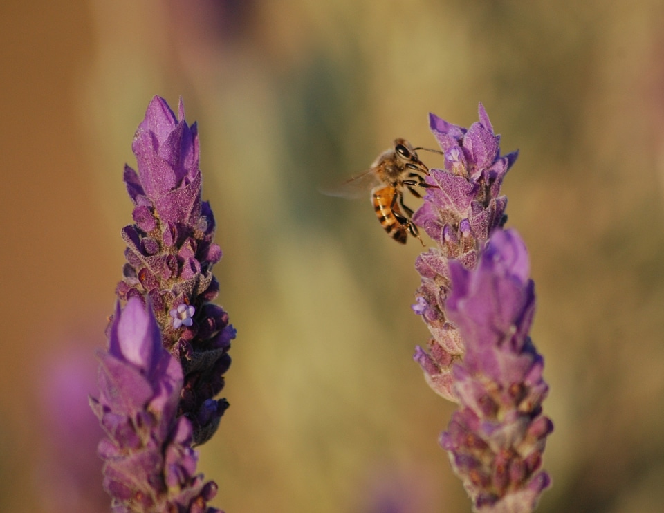 Insects blossoms lavandula