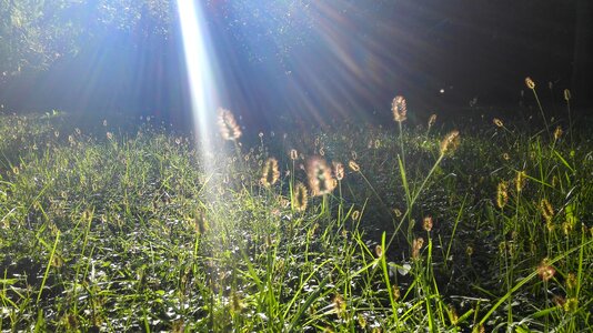 Sunshine sway autumn