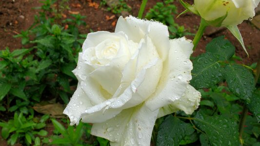 Bloom floral nature