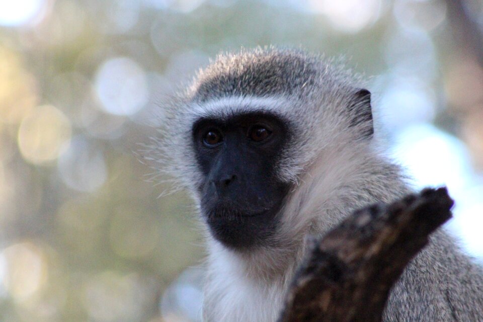 Cute wildlife wild