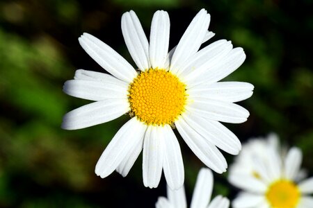 Yellow close up beautiful