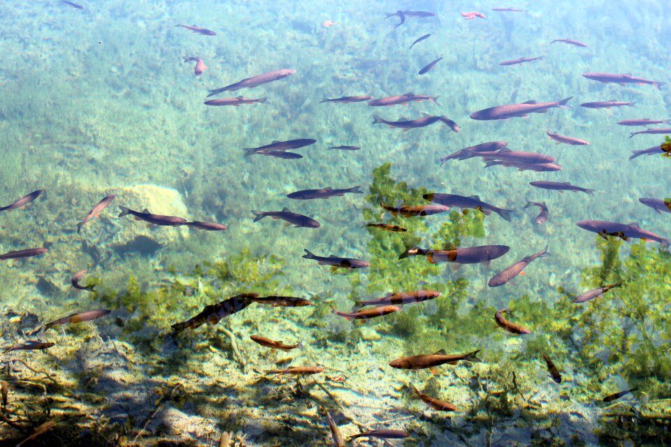 Fish swarm nature river photo