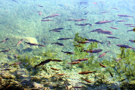 Fish swarm nature river
