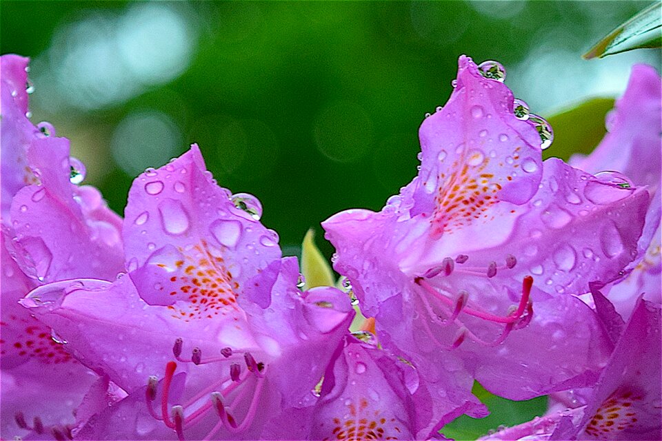 Nature plant floral