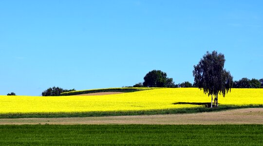 Field landscape summer