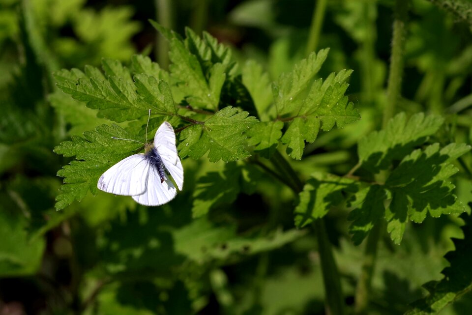 Insect green sitting