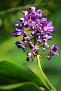 Floral garden bloom