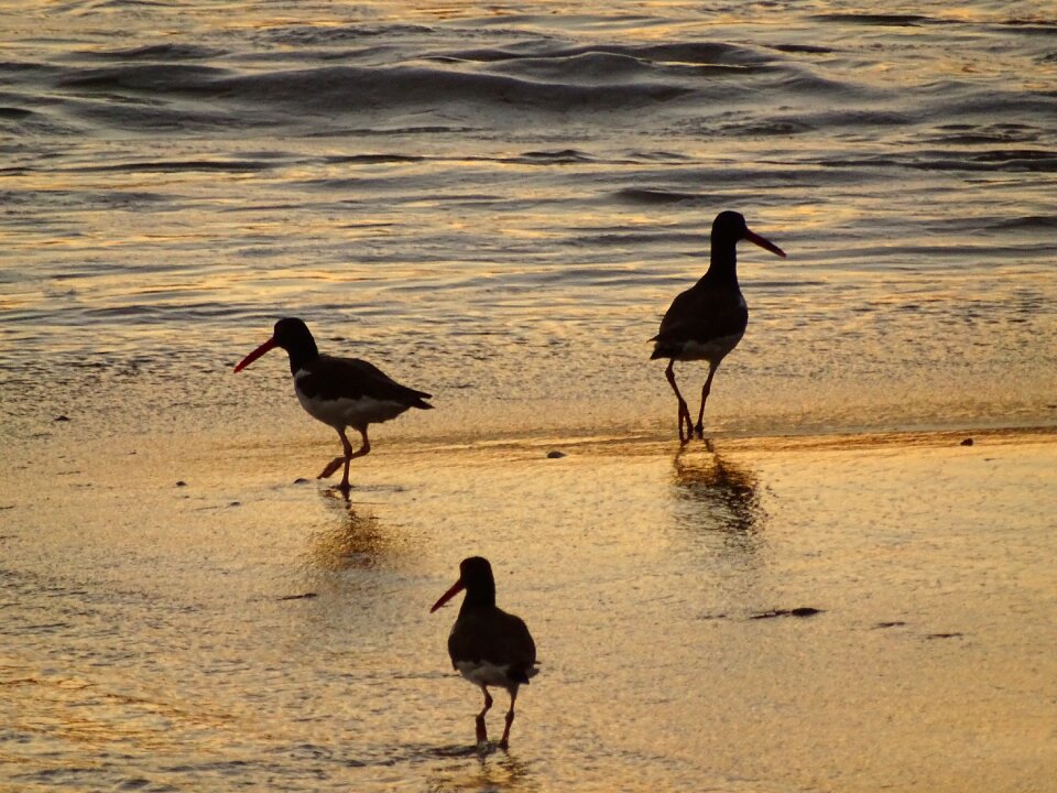 Beach bird ocean photo