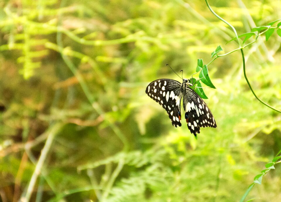 Insect nature close up