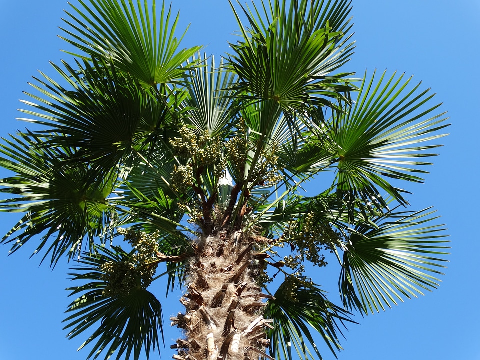 Frond palm leaf tropical