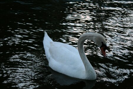 Zoo water photo