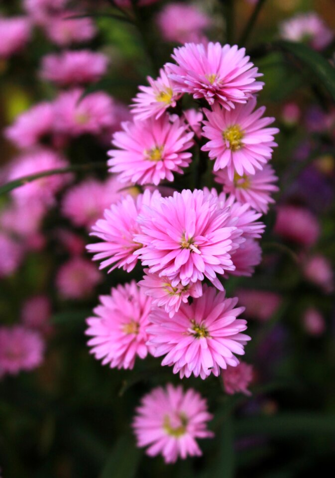 Plant flora photo