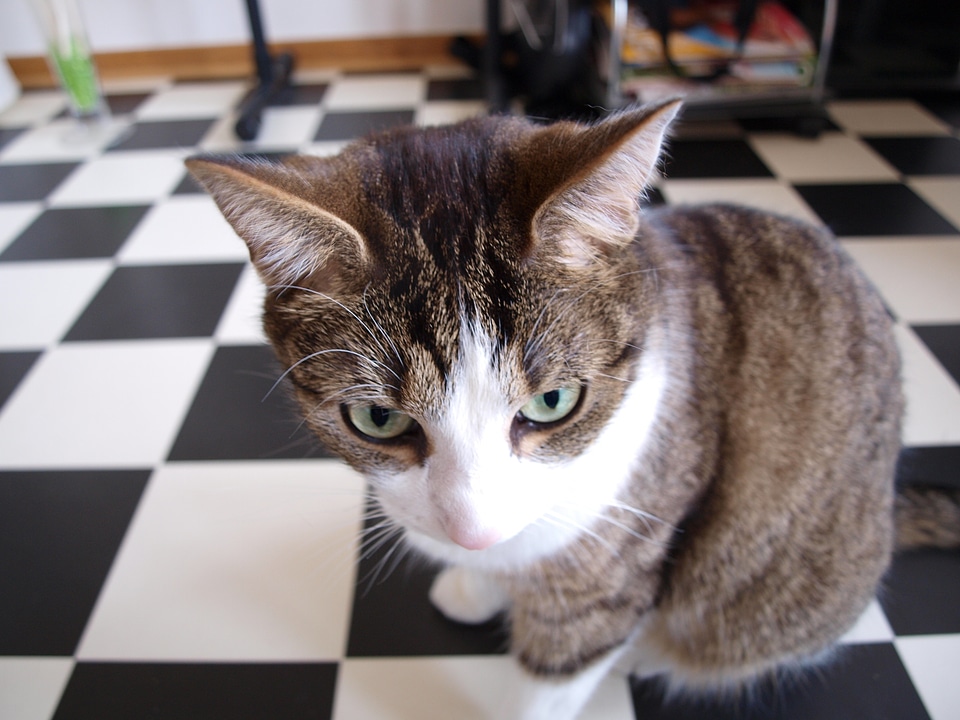 Cat face head young cat