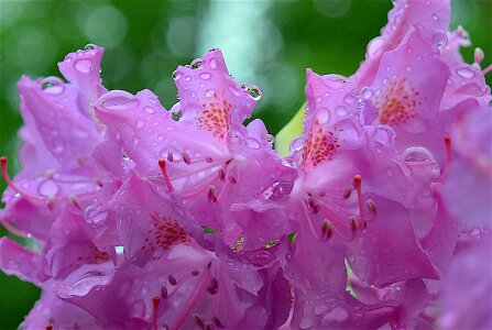 Nature plant floral