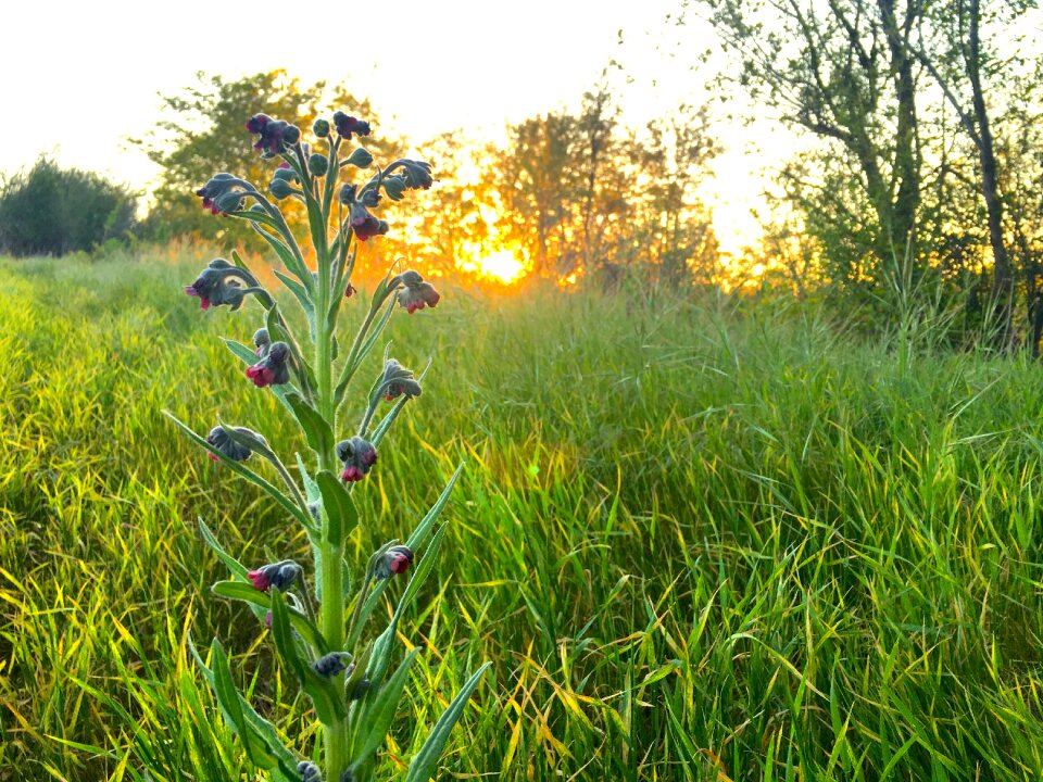 Nature flower plant
