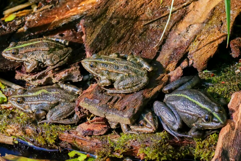 Tree frog pond frog pond